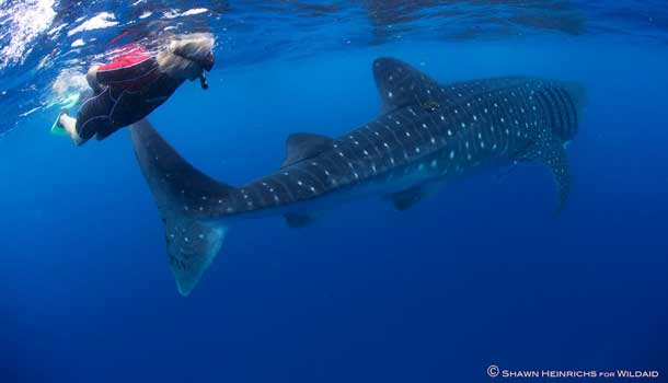 Sir Richard Branson swimming with whale sharks off the coast of Mexico. Courtesy Shawn Heinrichs for Wildaid