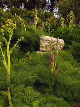 Giant fennel at Salamis