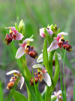 Orchid - Ophrys umbilicata