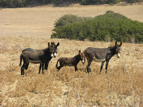 Wild donkeys on the Karpaz Peninsula