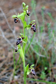 Bee Orchid 