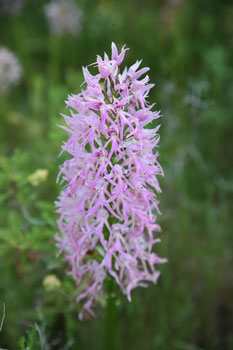 Naked Man Orchid 