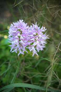 Naked Man Orchid  