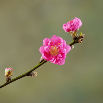 Pink cherry blossom sakura 