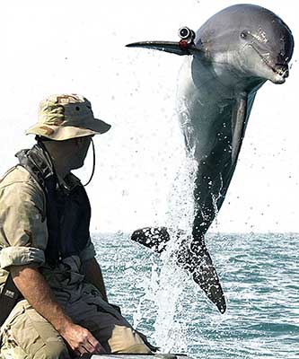 Dolphin with locator
