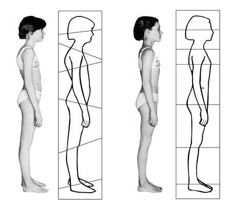 Sections of body