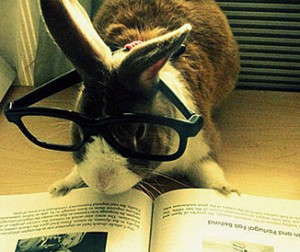 Book bunny 