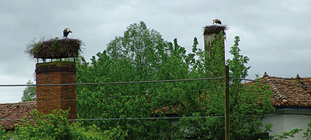 Storks in the roof