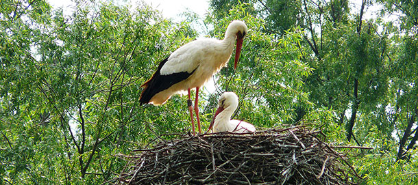 Fagangna’s storks