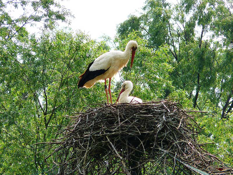 Fagangna’s storks