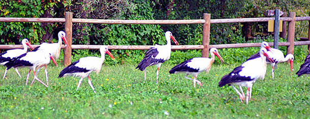 Storks in the fields of Fagagna.