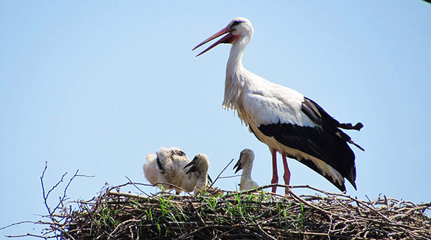 New-born stork