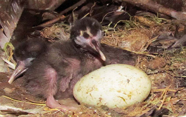 New-born Black Ibis