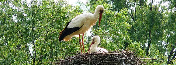 Permaculture : The True Story of Fagagna ’s Storks