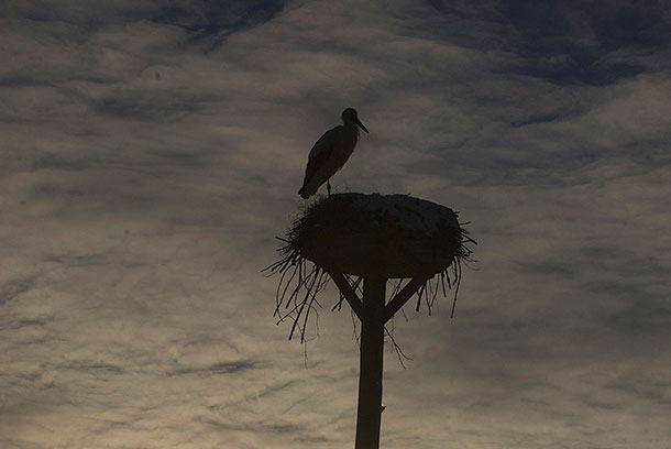 Storks in the roof