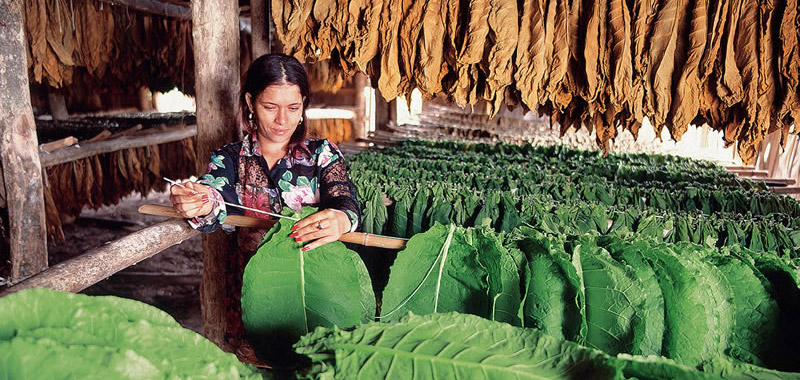 Drying tobacco