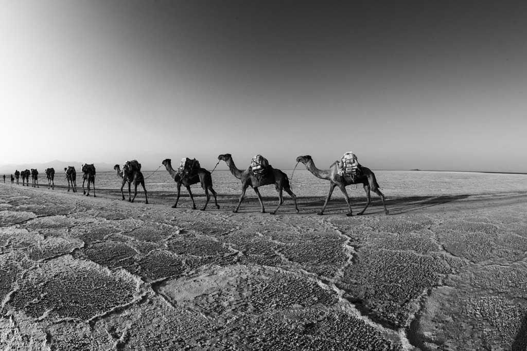 Camel-caravans-carrying--salt-to-the-highlands