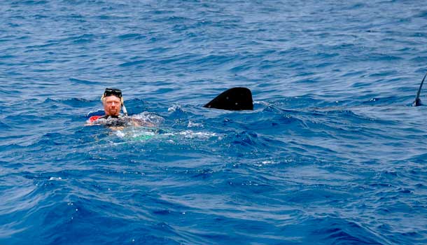 Sir Richard Branson swimming with whale sharks off the coast of Mexico. Courtesy David Dyson