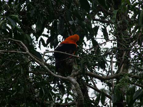 Cock-of-the-rock, national bird of Peru