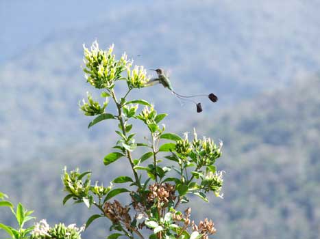 The Booted Racket-Tail hummingbird (Ocreatus underwoodii)