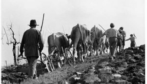 Before Halloween the filò - men working the land