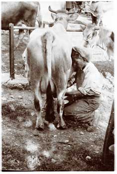 Before Halloween the filò - Woman milking a cow