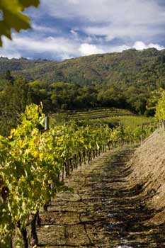 Benziger Family Winery Winegrowing and Biodynamics Farming