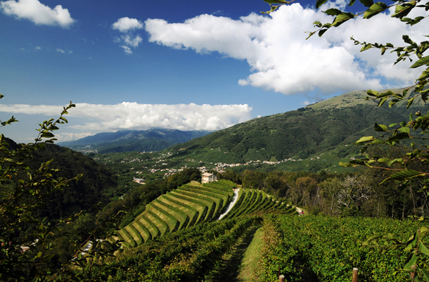 Vineyard Rive di Colbertaldo