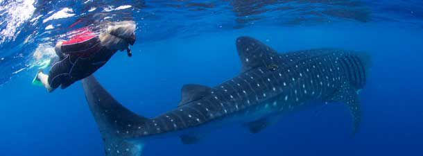 Sir Richard Branson swimming with whale sharks off the coast of Mexico. Courtesy David Dyson