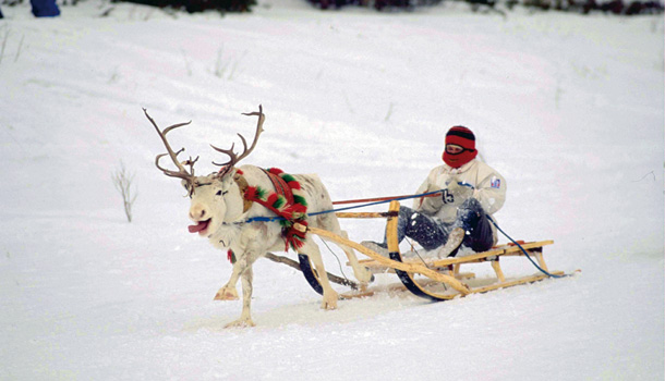 Sami reindeer-sledging