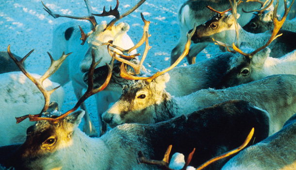 Reindeer Herd