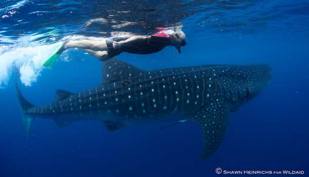 Sir Richard Branson swimming with whale sharks off the coast of Mexico. Courtesy Shawn Heinrichs for Wildaid